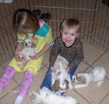 Playing with little puppies